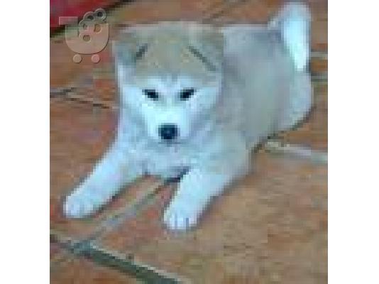 PoulaTo: καθαρόαιμο κουτάβι akita inu